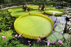 Phát hiện loài hoa súng khổng lồ mới tại Anh