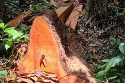 Xử lý vụ phá rừng nghiêm trọng ở Trường Sơn