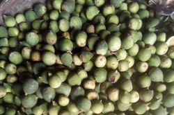 Xưa mọc dại không ai hái, nay dân hái bán 400.000/kg thành đặc sản nổi tiếng