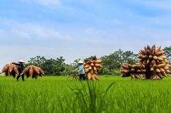 Về thăm làng nghề đan đó truyền thống để cảm nhận nét đẹp hồn quê