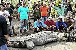 Dùng dây thừng bắt sống cá sấu dài 4,3 m ở Indonesia