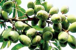 Chữ và nghĩa: Tháng Bảy mưa gãy cành trám