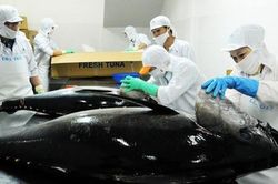 XK cá ngừ chưa tận dụng được lợi thế FTA, VASEP kiến nghị Bộ Công Thương một số nội dung về quy tắc xuất xứ