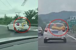 Khiếp đảm trăn vàng khổng lồ quấn quanh ô tô trên cao tốc