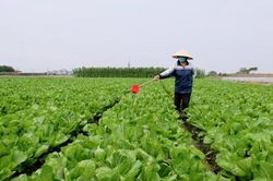 Phát triển sản phẩm OCOP tại Đông Anh: Hỗ trợ sát sườn cho các chủ thể