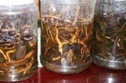 Tử vong sau khi uống rượu ngâm từ rễ cây rừng