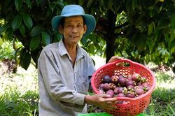 Nông dân Đức Phổ trồng măng cụt hữu cơ