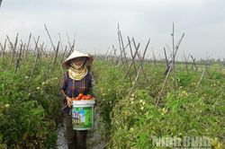 Yên Mô: Phát triển nông nghiệp hữu cơ - tạo hướng đi bền vững