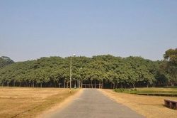 Cây đa khổng lồ tán lan rộng như một khu rừng, bước vào bên trong càng thêm sững sờ trước sự kỳ diệu của thiên nhiên