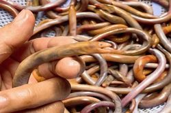 Loài đặc sản lạ nhìn 'khiếp vía', dân đi vớt bán 750.000 đồng/kg