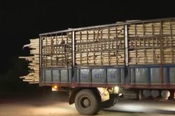 Quảng Ngãi: Xe quá tải chở gỗ keo 'nhộn nhịp' trong đêm
