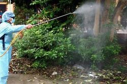 TPHCM yêu cầu người dân xử lý các vật chứa nước nhằm loại bỏ nơi sinh sản của muỗi