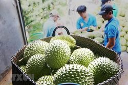 Sầu riêng được xuất khẩu chính ngạch sang Trung Quốc từ ngày 11/7