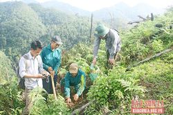 Xanh thêm những cánh rừng đặc dụng - phòng hộ