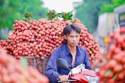 Lần đầu tiên vải thiều tươi được xuất khẩu qua cửa khẩu Móng Cái