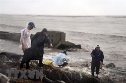 Cà Mau: Xuất hiện thêm 3 vị trí sạt lở rất nguy hiểm tại đê biển Tây