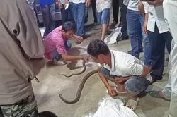 Tay không bắt rắn hổ mang chúa, người đàn ông bị cắn tử vong