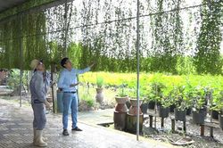 Độc đáo rèm cây xanh dài hàng chục mét của lão nông ở Sa Đéc