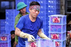Phu vải 'bán sức lấy tiền', kiếm bạc triệu mỗi ngày tại thủ phủ vải thiều