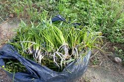 Cỏ dại không trồng cũng mọc sum suê, dân nhổ bán kiếm 600.000 đồng/ngày