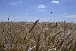 Nga và Ukraine sắp đạt được thỏa thuận về xuất khẩu ngũ cốc