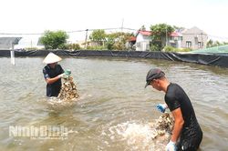 8X thu tiền tỷ mỗi năm từ nghề ương hàu giống