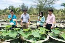 Kinh tế Nhiều mô hình nông nghiệp hiệu quả