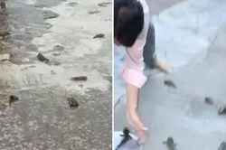 Giải mã 'trận mưa cá' hiếm gặp bất ngờ đổ ập xuống Ấn Độ