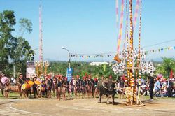 Con trâu trong đời sống của người Tây Nguyên