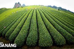 Xanh ngát đồi chè Mộc Châu