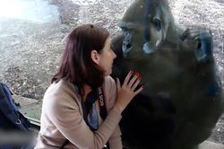 Khoảnh khắc đoàn tụ giữa khỉ đột và người chăm sóc sau 18 năm