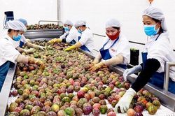 Xuất khẩu trái cây chính ngạch sang Trung Quốc: Vượt thách thức chất lượng sản phẩm
