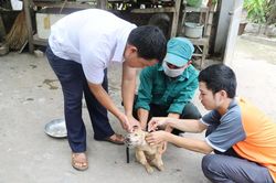 Nỗ lực phòng ngừa và loại bỏ bệnh dại