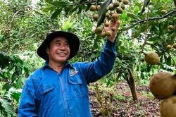 Nông dân chế biến mắc ca từ nông trại đến bàn ăn