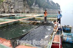 Bảo vệ vùng nuôi trồng thủy sản