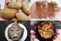 Đặc sản nhìn 'nổi da gà' giá chát vẫn hút nhà giàu Việt