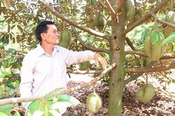 Hướng dẫn thiết lập vùng trồng và cơ sở đóng gói xuất khẩu chính ngạch sầu riêng