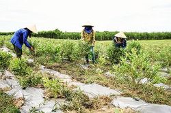 Tạo sức bật mới cho sản phẩm OCOP