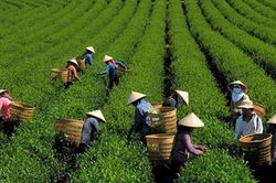 Hỗ trợ khởi nghiệp và đầu tư vùng miền núi
