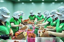 Tăng xuất khẩu chính ngạch, giảm rủi ro cho nông sản