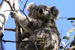 Australia đối mặt rủi ro môi trường nghiêm trọng