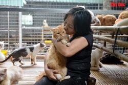 Người 'mẹ' cưu mang hơn 1.000 chó mèo ở TP Hồ Chí Minh