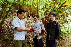 Cây thảo quả dưới tán lá rừng