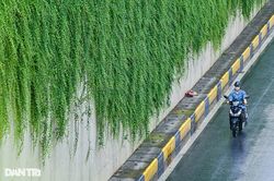 Con đường 'bức tường xanh' đẹp như trên phim ở Hà Nội