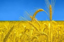 Nga-Ukraine sắp có hành động quan trọng dưới sự trung gian của Thổ Nhĩ Kỳ và LHQ, vấn đề ngũ cốc sẽ được giải quyết?