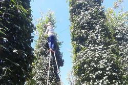 Giá nông sản ngày 22/7/2022: Cà phê giảm nhẹ, tiêu tăng 500 - 1.000 đồng/kg
