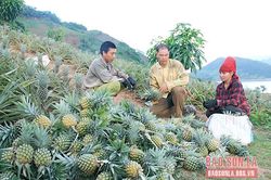 Toàn tỉnh tiêu thụ trên 1.140 tấn dứa Queen
