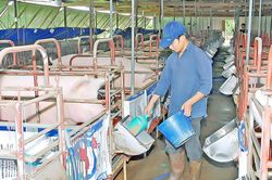 Gia Lai tăng cường phòng-chống dịch bệnh động vật
