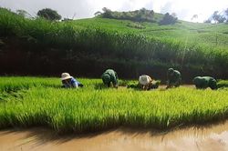 Bộ đội Biên phòng Sơn La giúp dân cấy lúa
