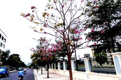 Con đường hoa kèn hồng